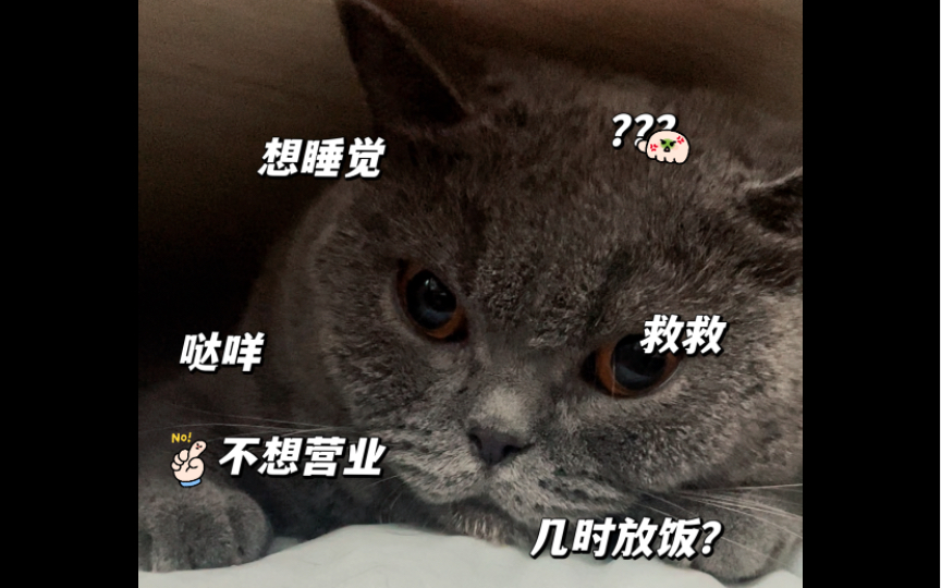 [图]【董啾咪】有~猫饼？