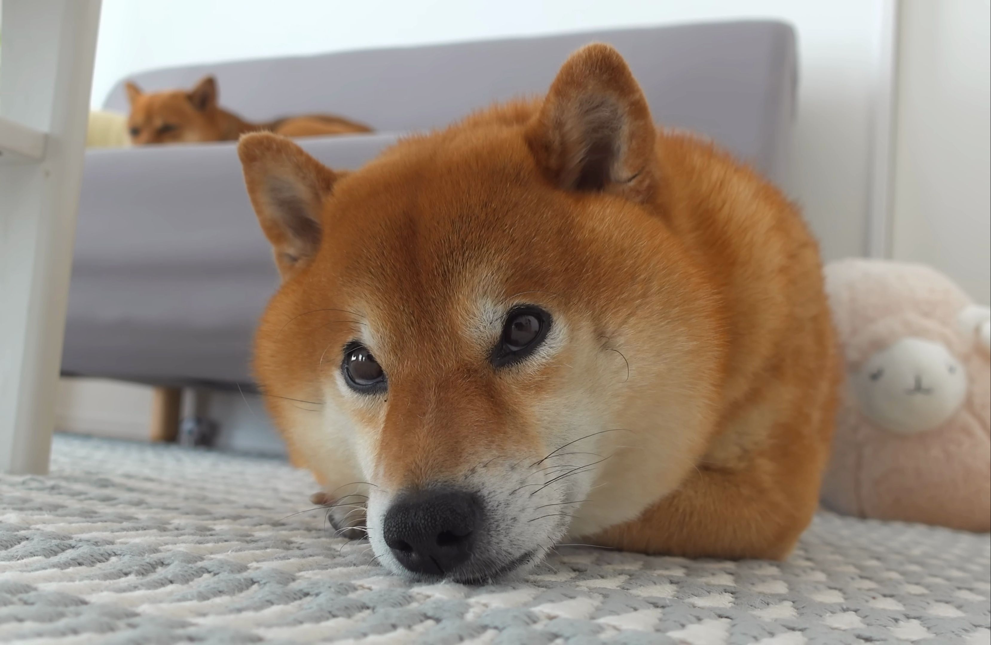 柴犬剑客壁纸图片