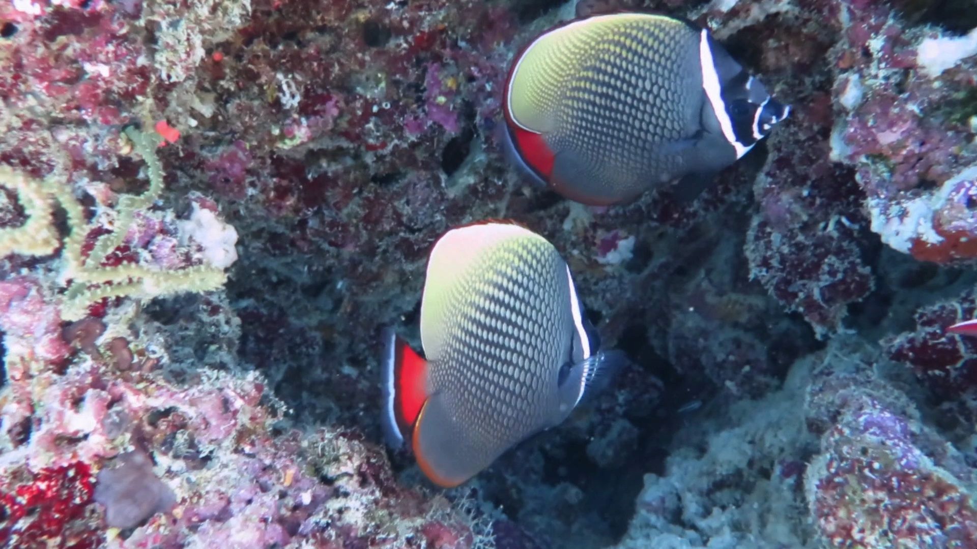 红尾蝴蝶鱼 马尔代夫 Maldives哔哩哔哩bilibili