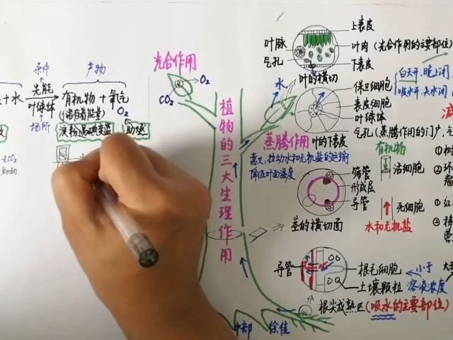 6七分钟思维导图复习"植物体的三大生理作用"