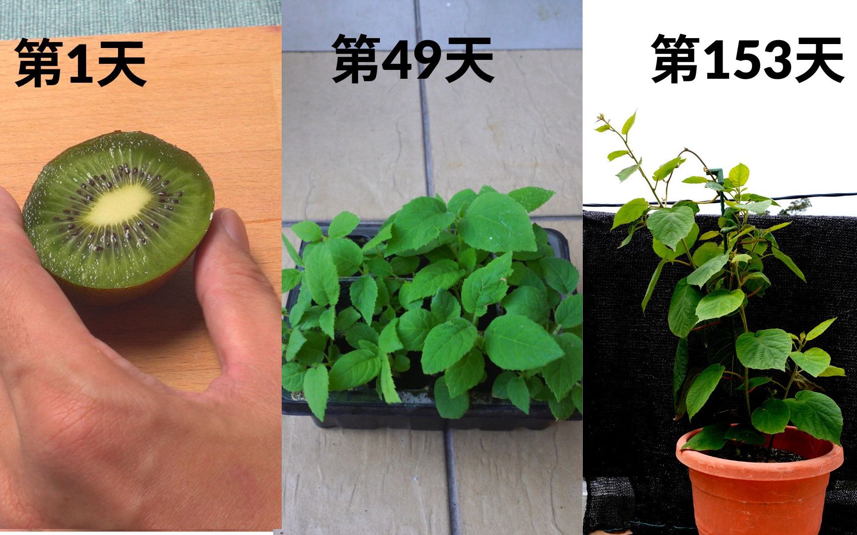 用种子种植猕猴桃 | 品种奇异果哔哩哔哩bilibili