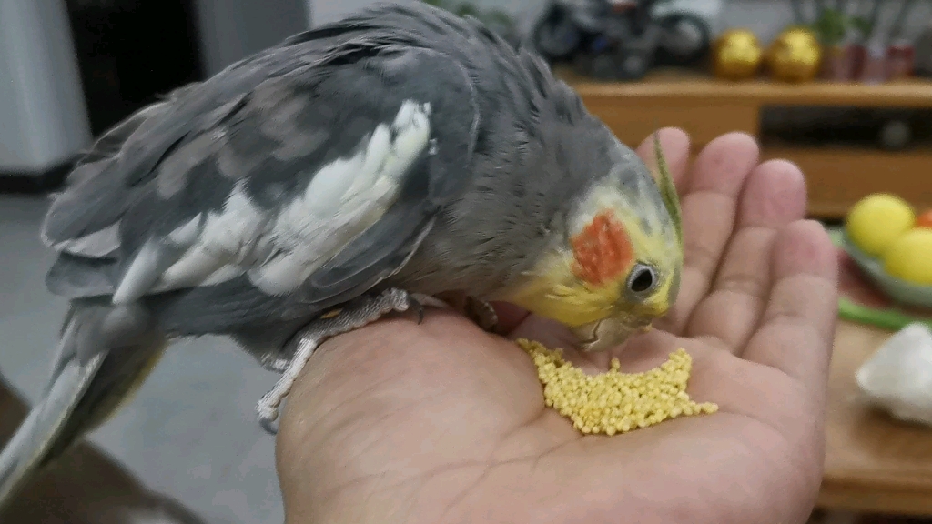 玄凤鹦鹉成年后吃东西一惊一乍的