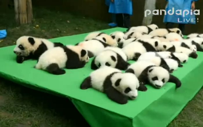 [图]【pandapia】20161008直播20160929成都基地16级23只大熊猫幼崽集体亮相视频