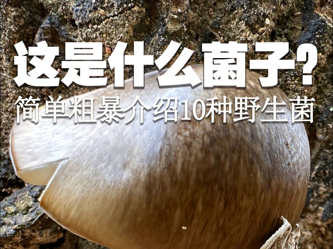 简单粗暴介绍10种野生菌哔哩哔哩bilibili