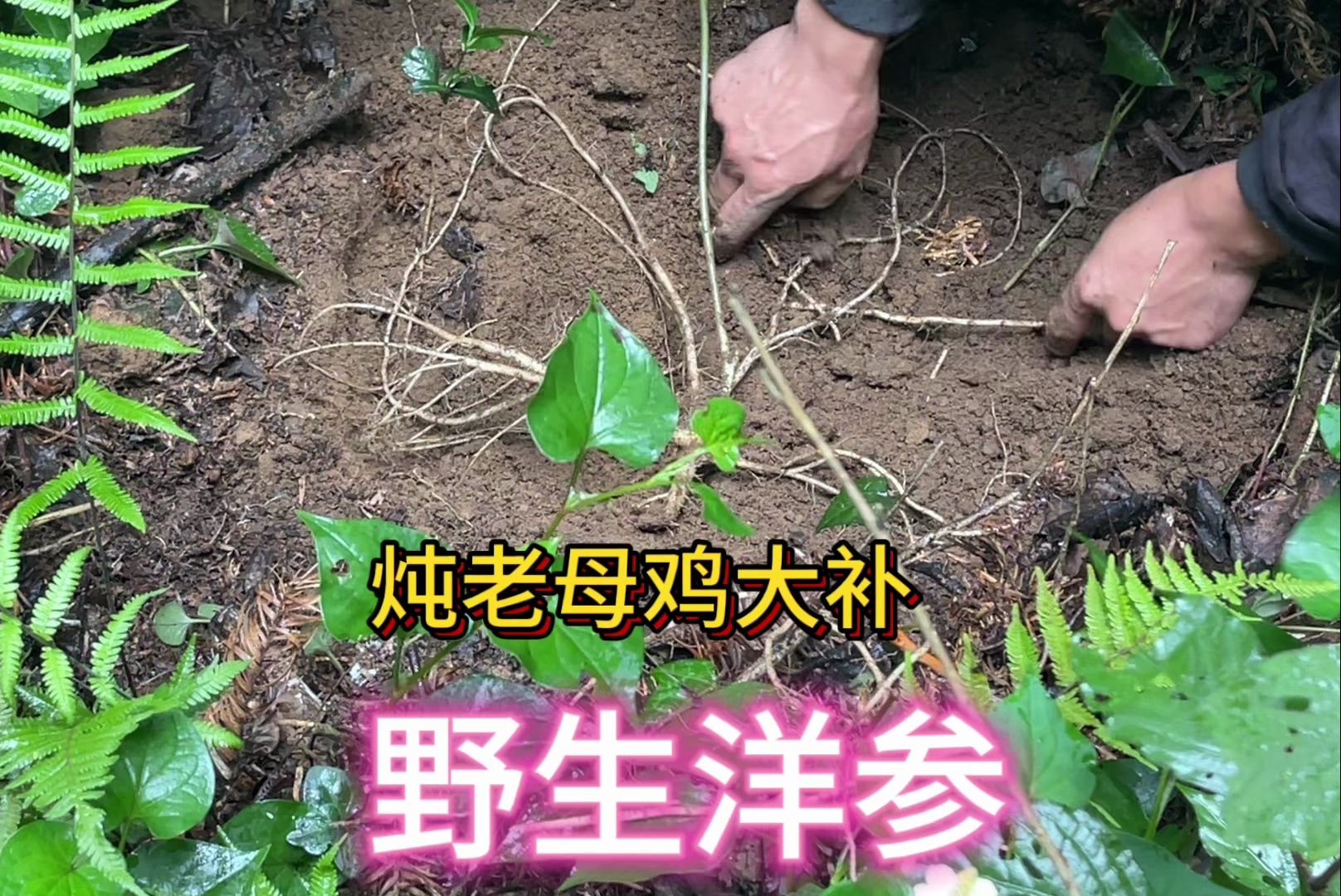 贵州大山到处都是宝,小火进山随手就挖了几棵野洋参哔哩哔哩bilibili