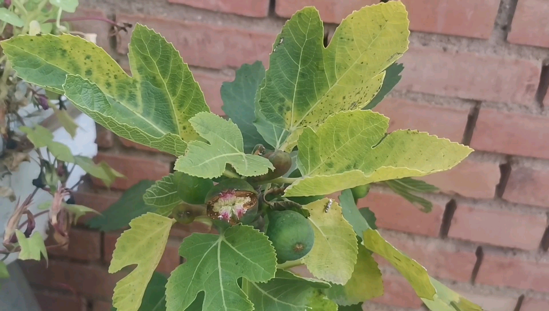 无花果到底有没有花,其实花长在果实里,裂开的时候就是花开的时候,今天咱们来看看 #农村常见花卉哔哩哔哩bilibili