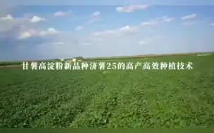 Tải video: 科学普及 | 甘薯高淀粉新品种济薯25的高产高效种植技术