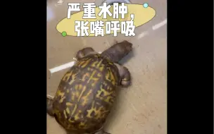 下载视频: 水肿东箱命好大