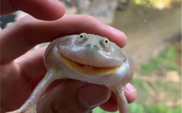 知道这是啥不?这是被我朋友说是癞蛤蟆的小丑蛙 其实他是我的大列巴