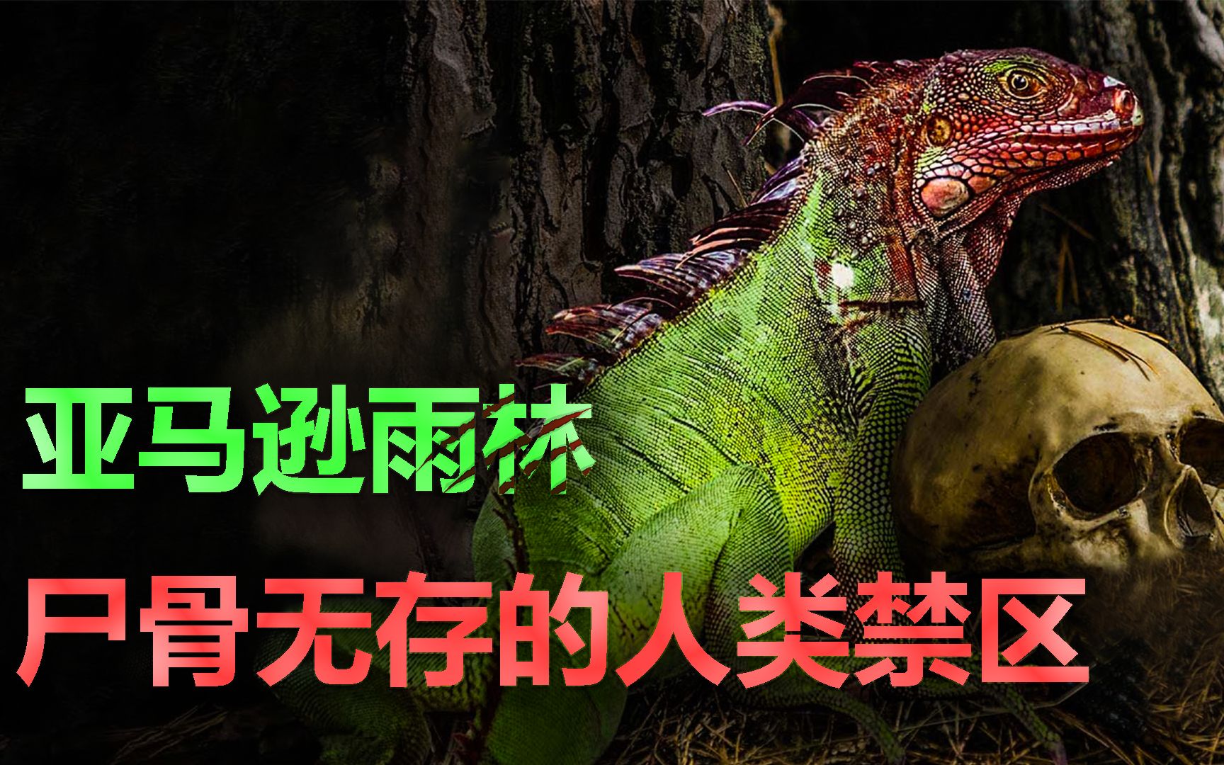 动植物的天堂,却是人类的禁地!亚马逊雨林到底有多可怕?