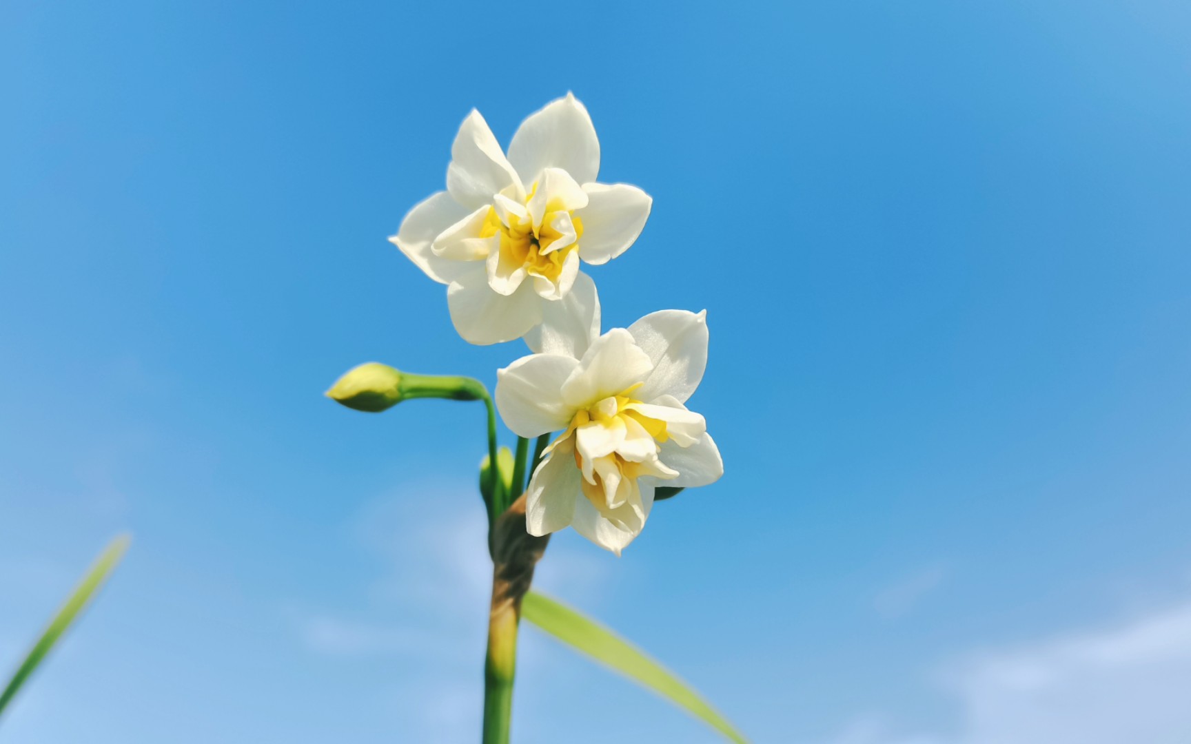 漳州水仙花海来啦