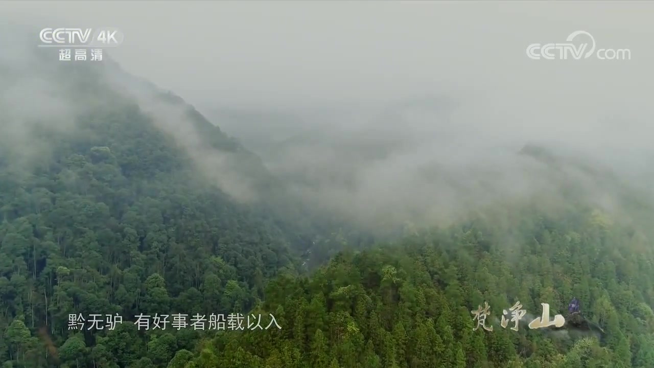 高山密林里的“精灵”——黔金丝猴该如何守护?《梵净山》【CCTV纪录】哔哩哔哩bilibili