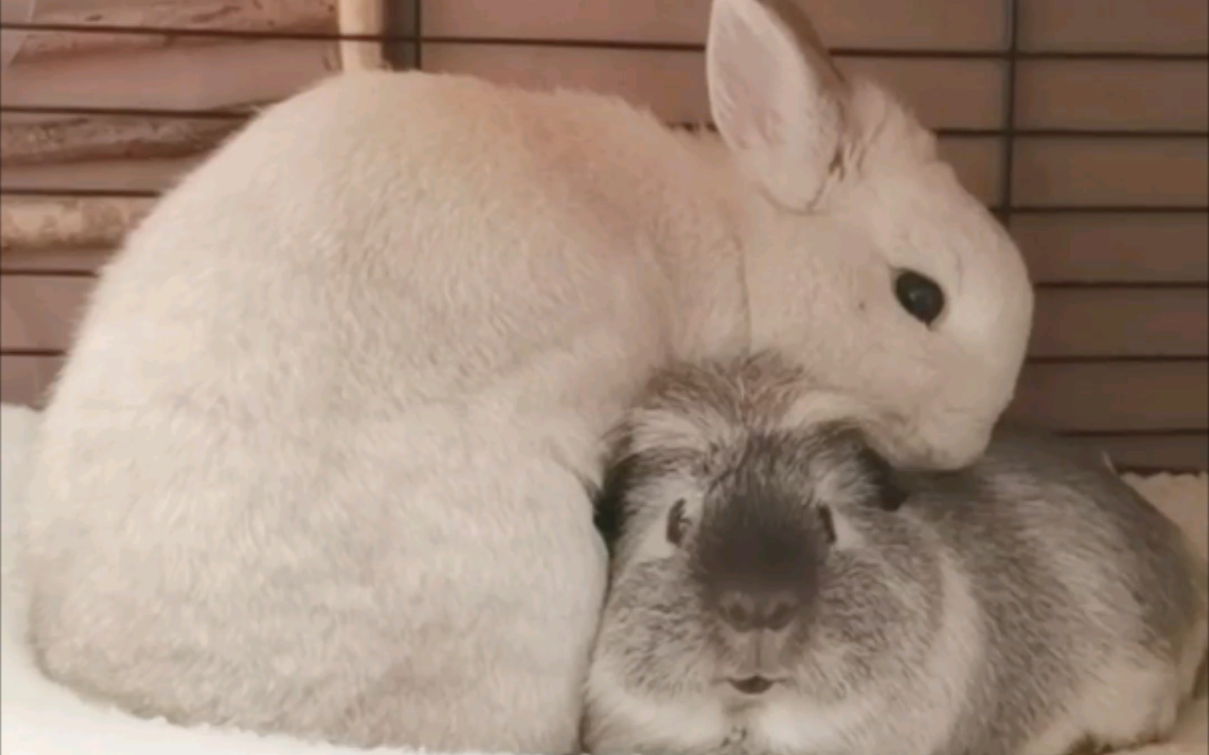 兔子粥粥和豚鼠d君之绝世好基友粥粥和傲娇d君!_哔哩哔哩_bilibili