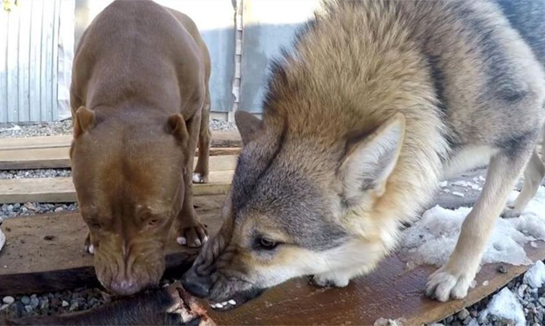比特犬遇到狼谁更厉害?把它们放在一起测试,下一秒意外却发生了