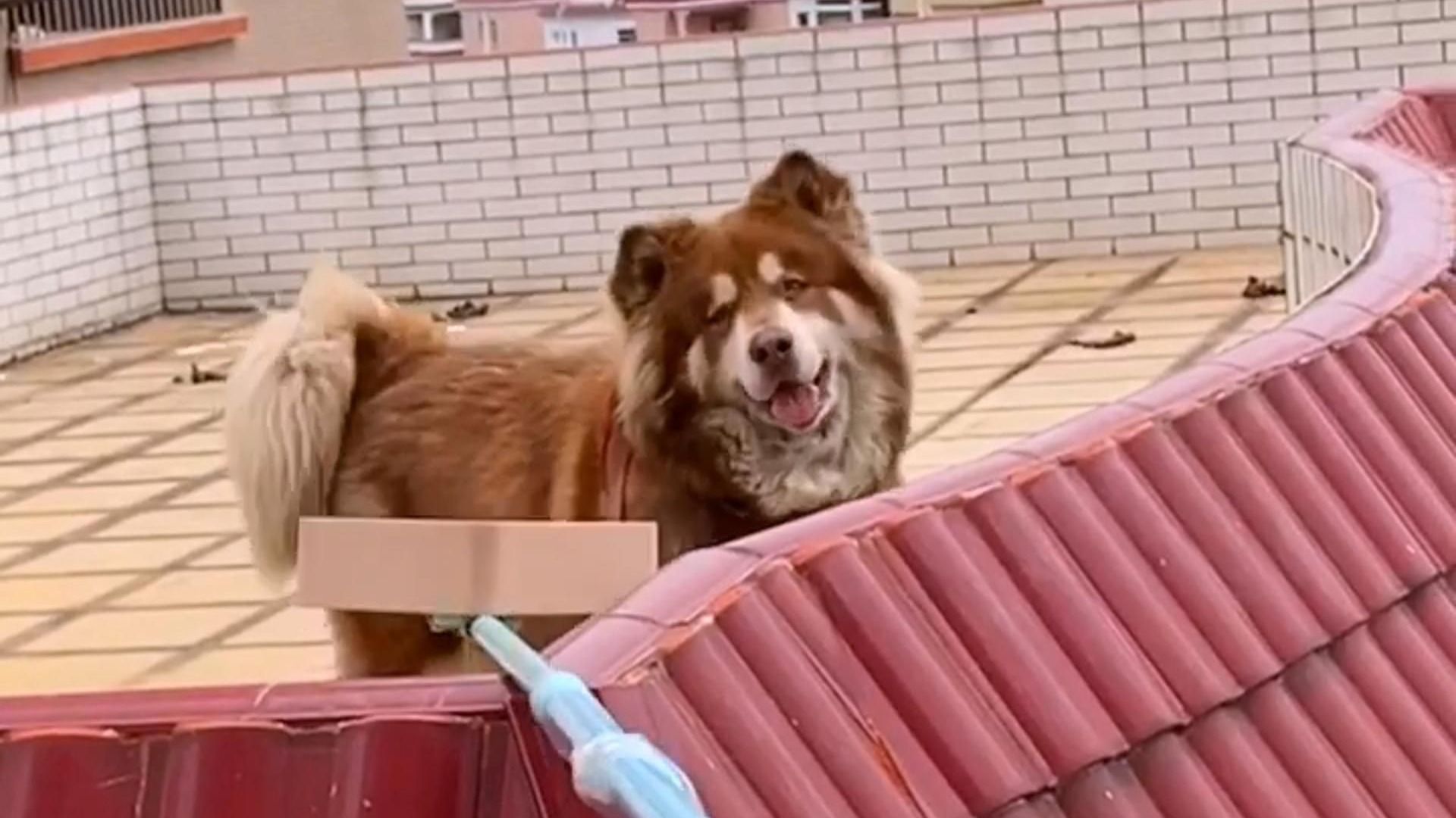 谁还记得疫情机期间,隔壁阳台上那只被邻居小姐姐投喂的阿拉斯加吗?