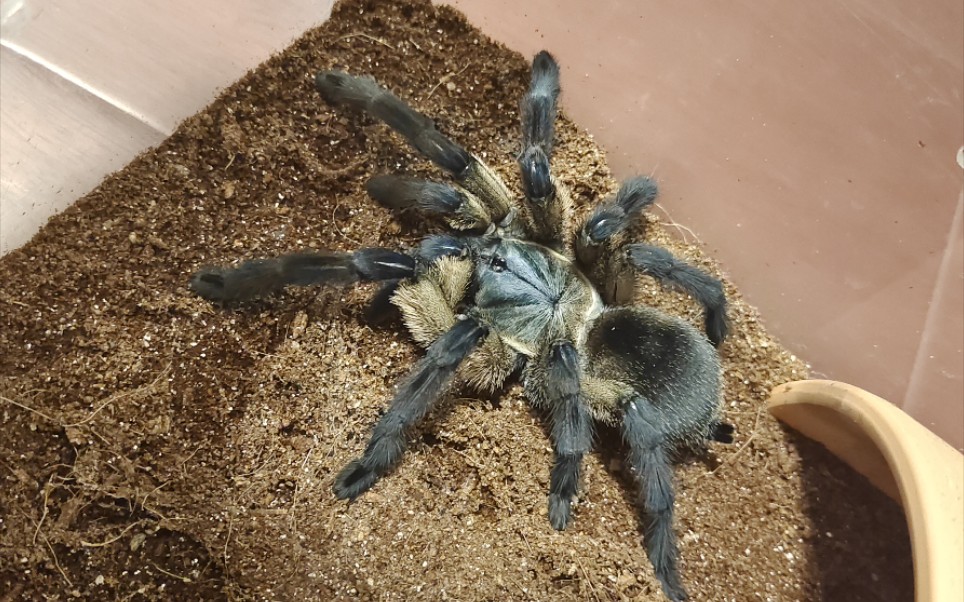 《梦幻蓝巴布》展示 成体母,手部对比,最后特写可以截图喔