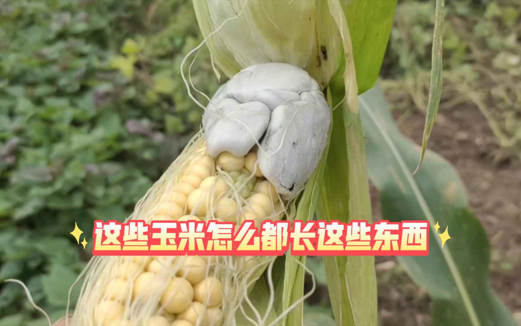 现在的玉米怎么都长这些疙瘩,以前种的都没见过有这种