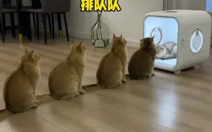 Video herunterladen: 以后就是五只猫一起排队队了！