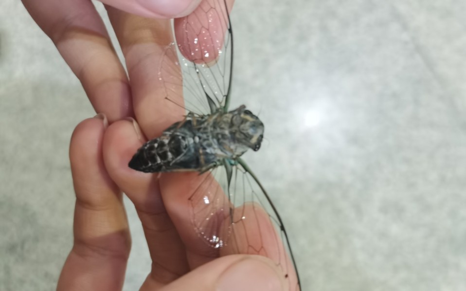 松寒蝉(2021年7月29日拍摄)