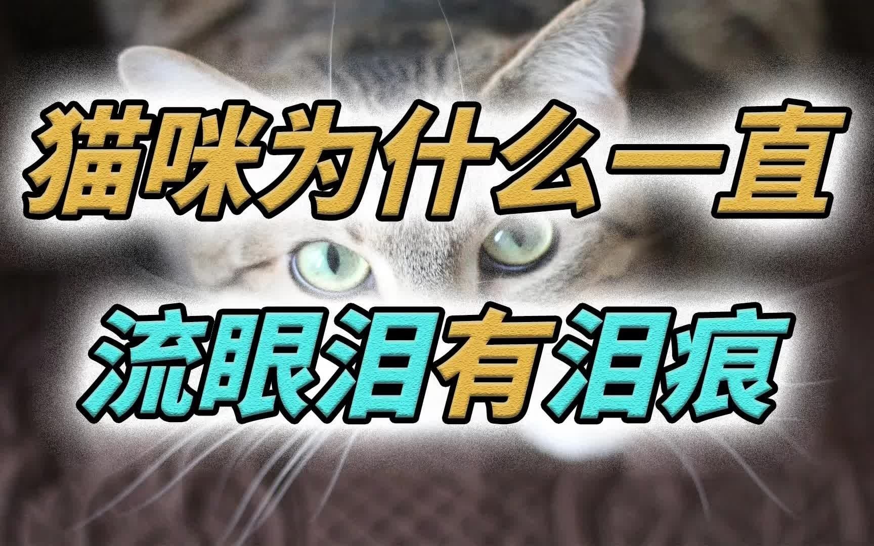 [图]猫咪为什么一直流眼泪有泪痕