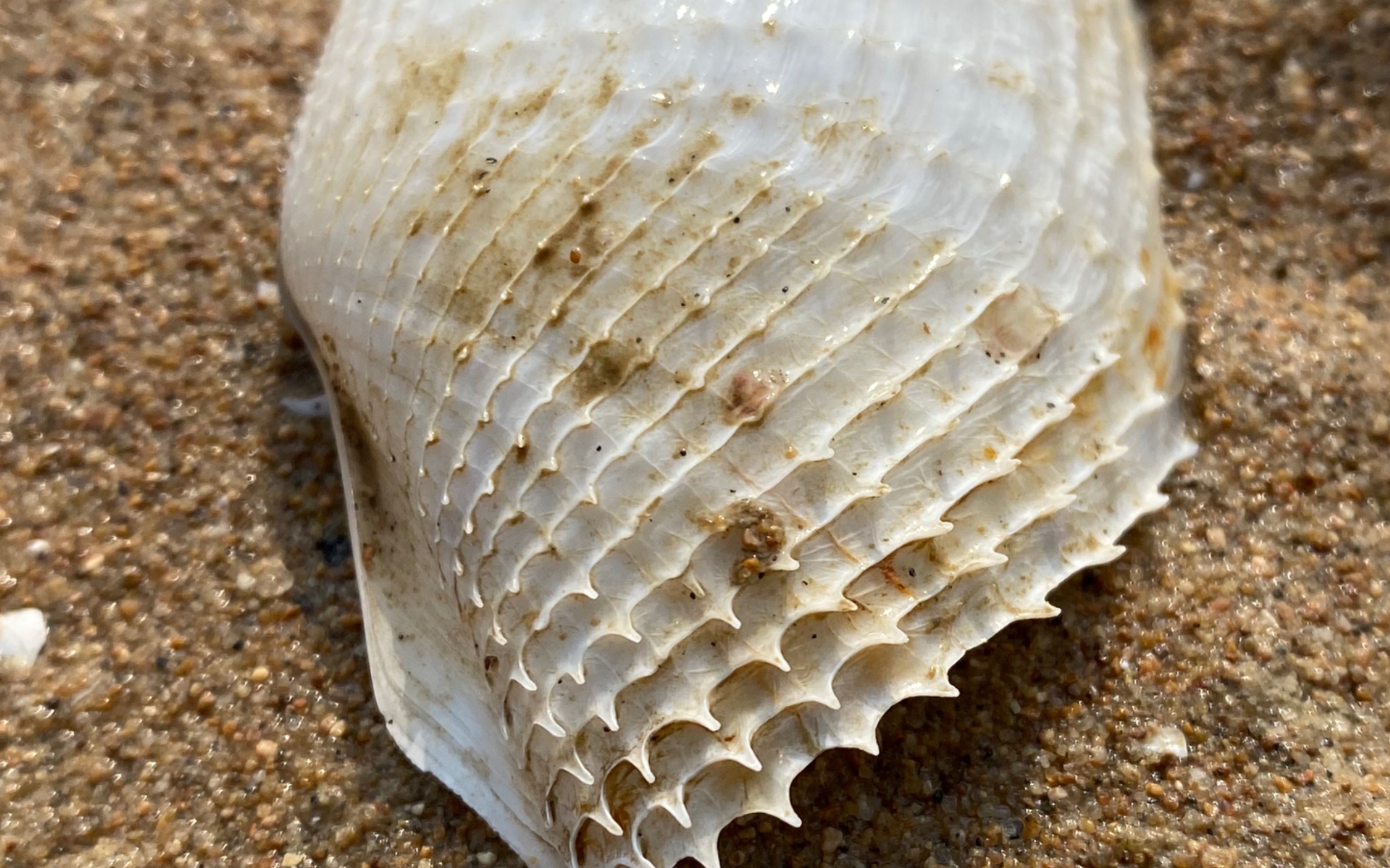 雷子赶海挖到象鼻蛏,壳太薄,一碰就碎