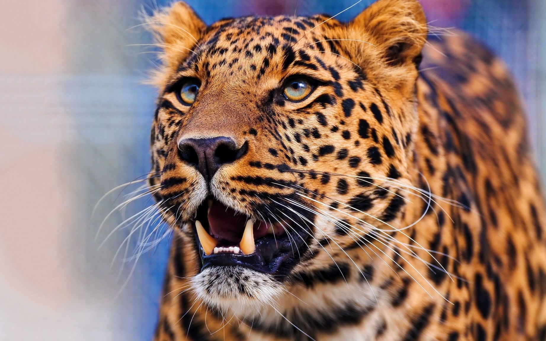 看花豹如何猎杀疣猪,你就知道什么叫身手敏捷了