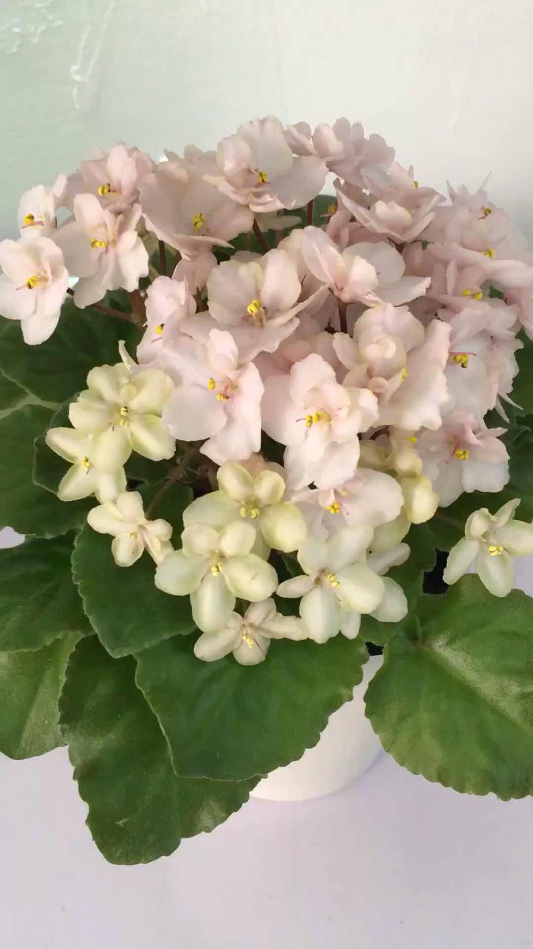 非洲堇 欧系标准品种 331号:粉红翡翠