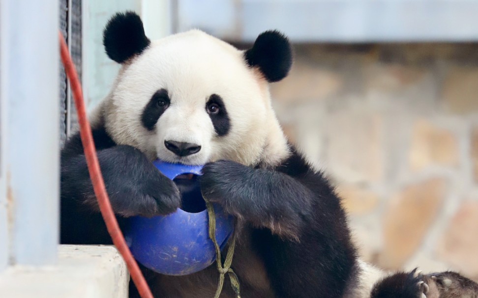 【大熊猫萌兰】妹妹别打了,我的小蓝可以借给你们玩