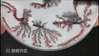 初中实验 带火星的木条在氧气中复燃硫粉铁丝在氧气中燃烧 九上2 2 4 哔哩哔哩 Bilibili 初中实验 带火星的木条在氧气中复燃硫粉铁丝在氧气中燃烧 九上2 2 4 哔哩哔哩 Bilibili
