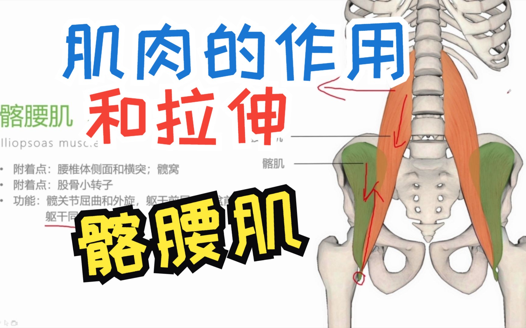 运动解剖学肌肉的作用和拉伸之髂腰肌