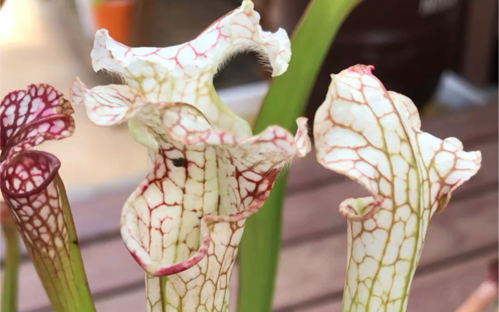 食虫植物基地里面三年多的实生多头白瓶子草瓶子草不但好养吃蚊虫也