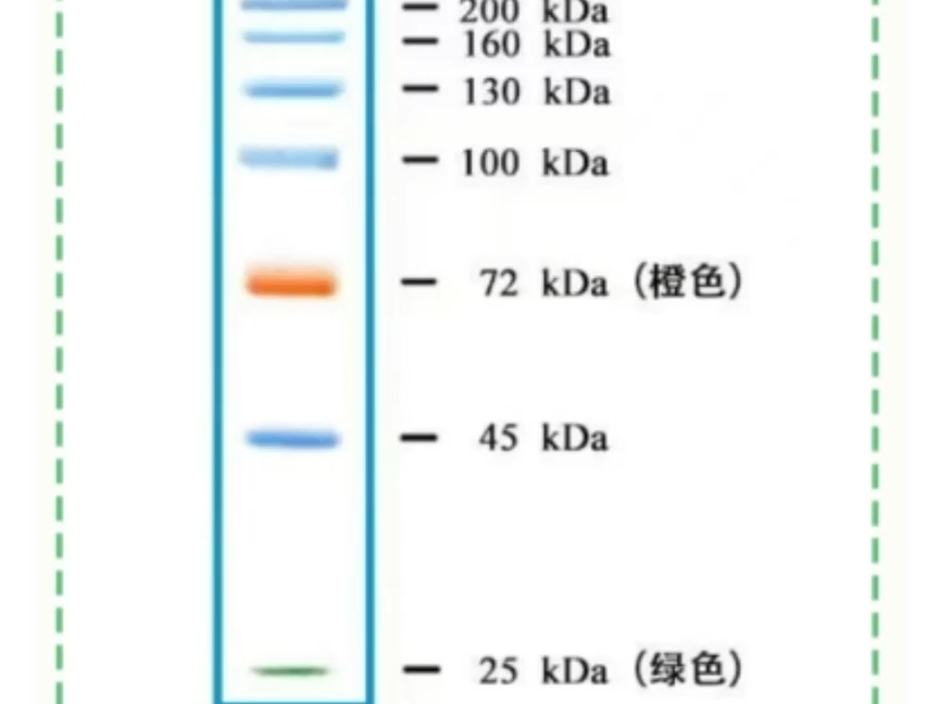 蛋白marker条带图250图片