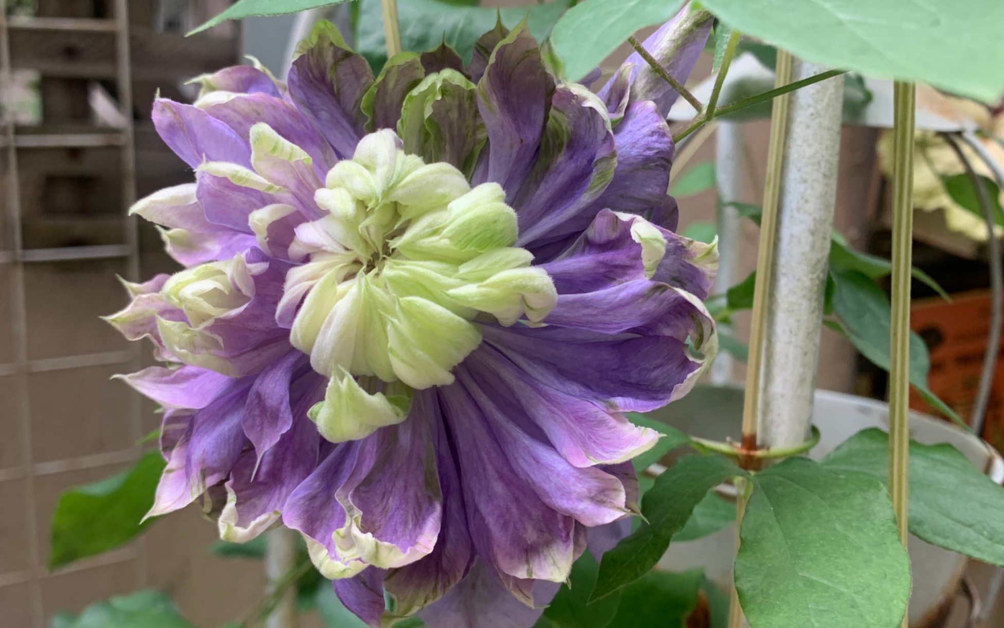 【楼底小花园】蓝光铁线莲 这是五六年的老桩了.