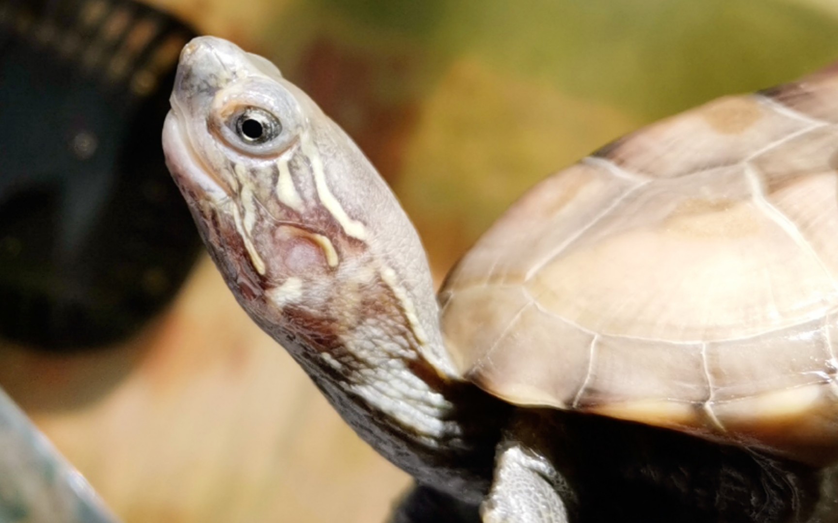 【中华草龟】也就小眼睛好看了