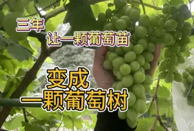 Download Video: 花三年时间种一颗葡萄，你有耐心等待它开花结果吗？每年还要不停管理打药施肥，也许种植并不是为了吃到葡萄，只是享受种植那份热爱和期待。