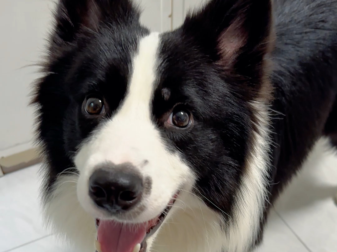 咖啡差点成了三眼狗