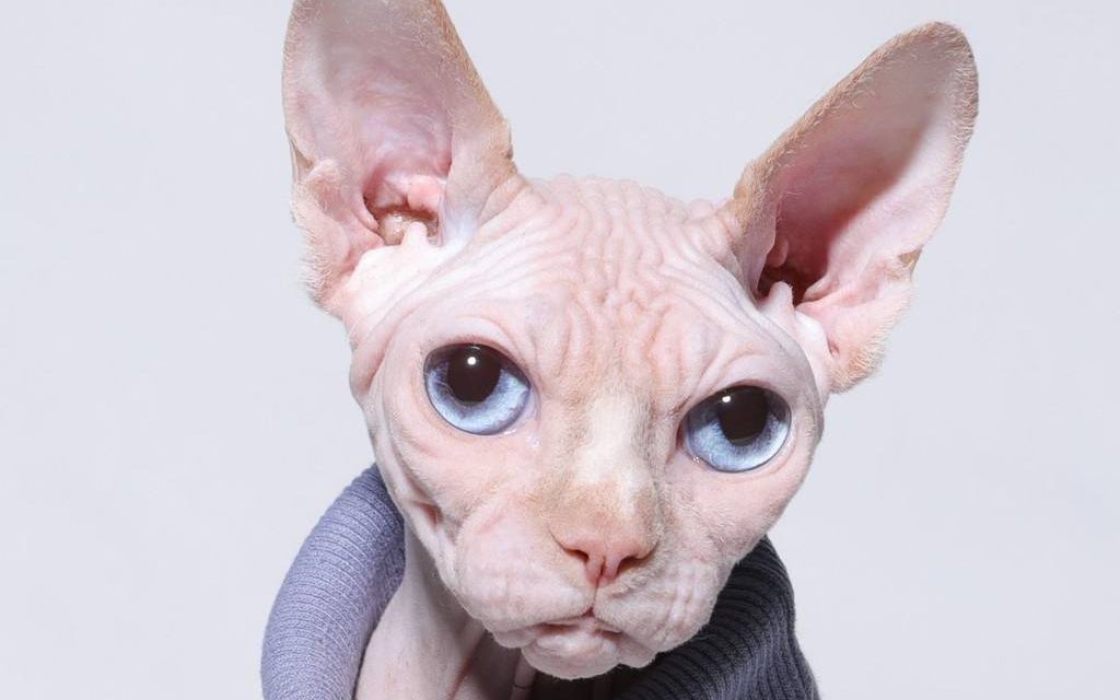 火影忍者羁绊6.85 破坏神 比鲁斯大人(单神化娱乐)【无名解说】