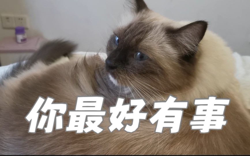 猫 你最好有事