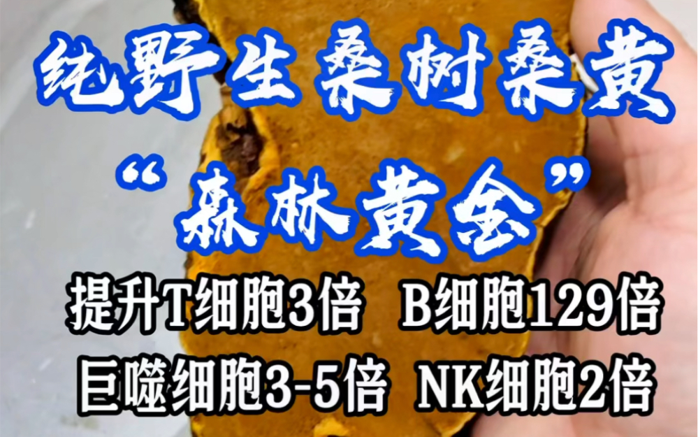 纯野生桑树桑黄被誉为“森林黄金”哔哩哔哩bilibili