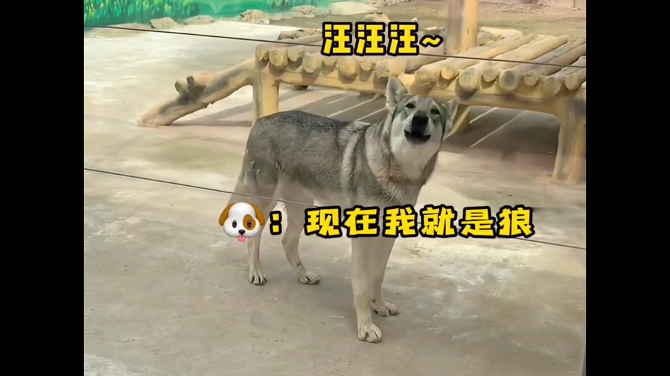 山寨动物乐园奇趣展y