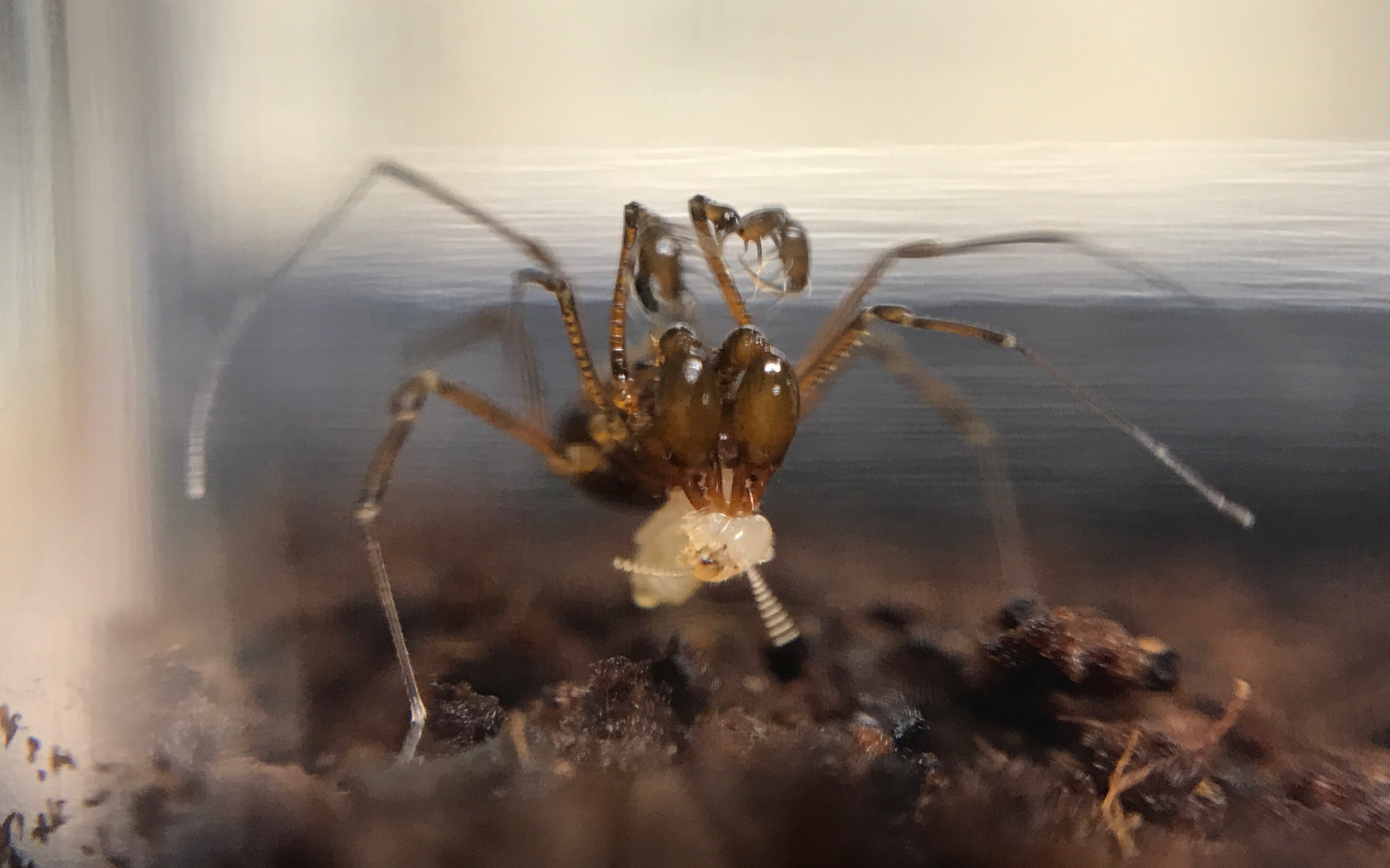 【强肢盲蛛】捕食散白蚁的日常·第二弹