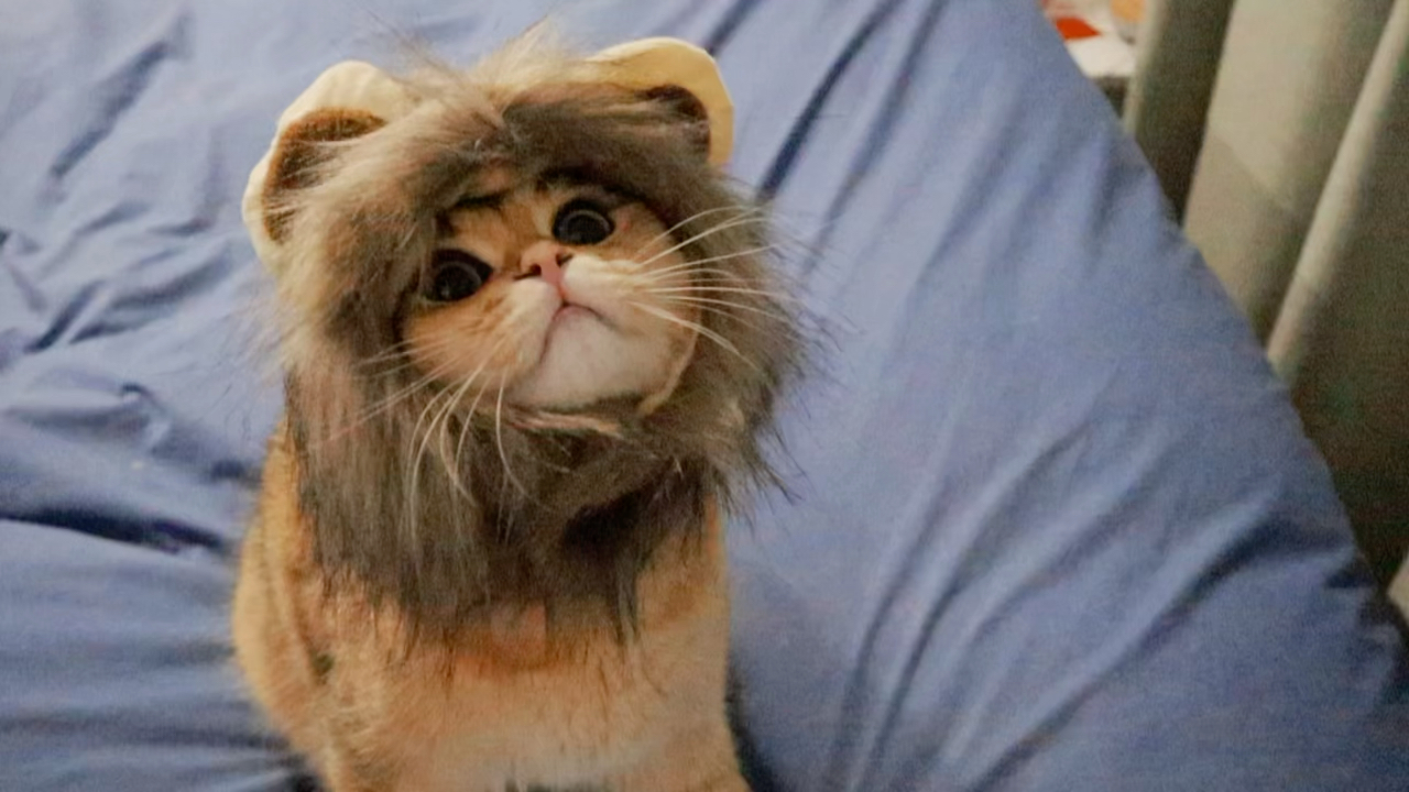 介绍一下猫咪新品种——新疆短毛狮子头猫,会跳新疆舞的那种
