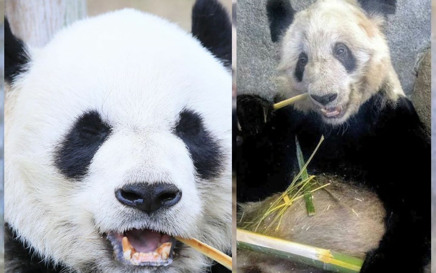 園】一對冷門的熊貓夫婦ー樂樂丫丫【美國孟菲斯動物園】大熊貓樂樂