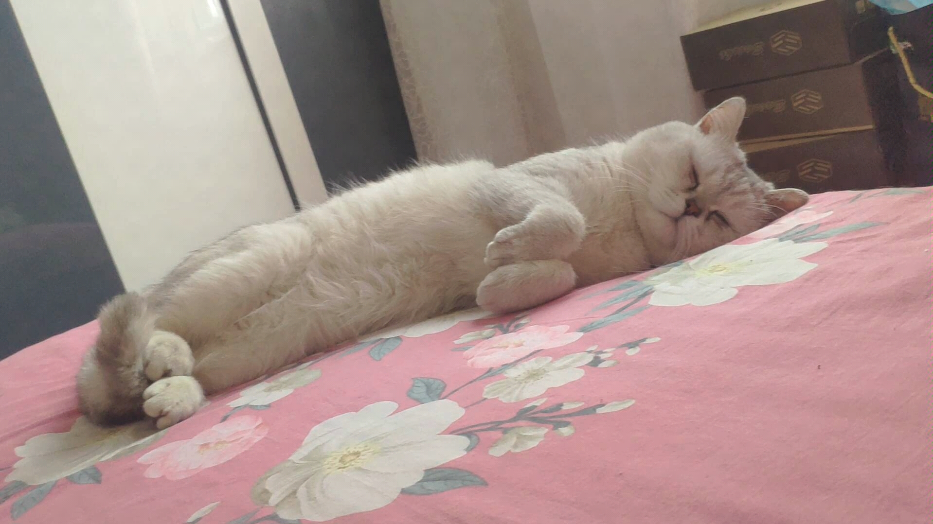 小胖猫睡觉了摇尾巴,一个身体二个动作