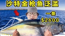 沙特金枪鱼泛滥！一条2600美金！真能抓到吗？