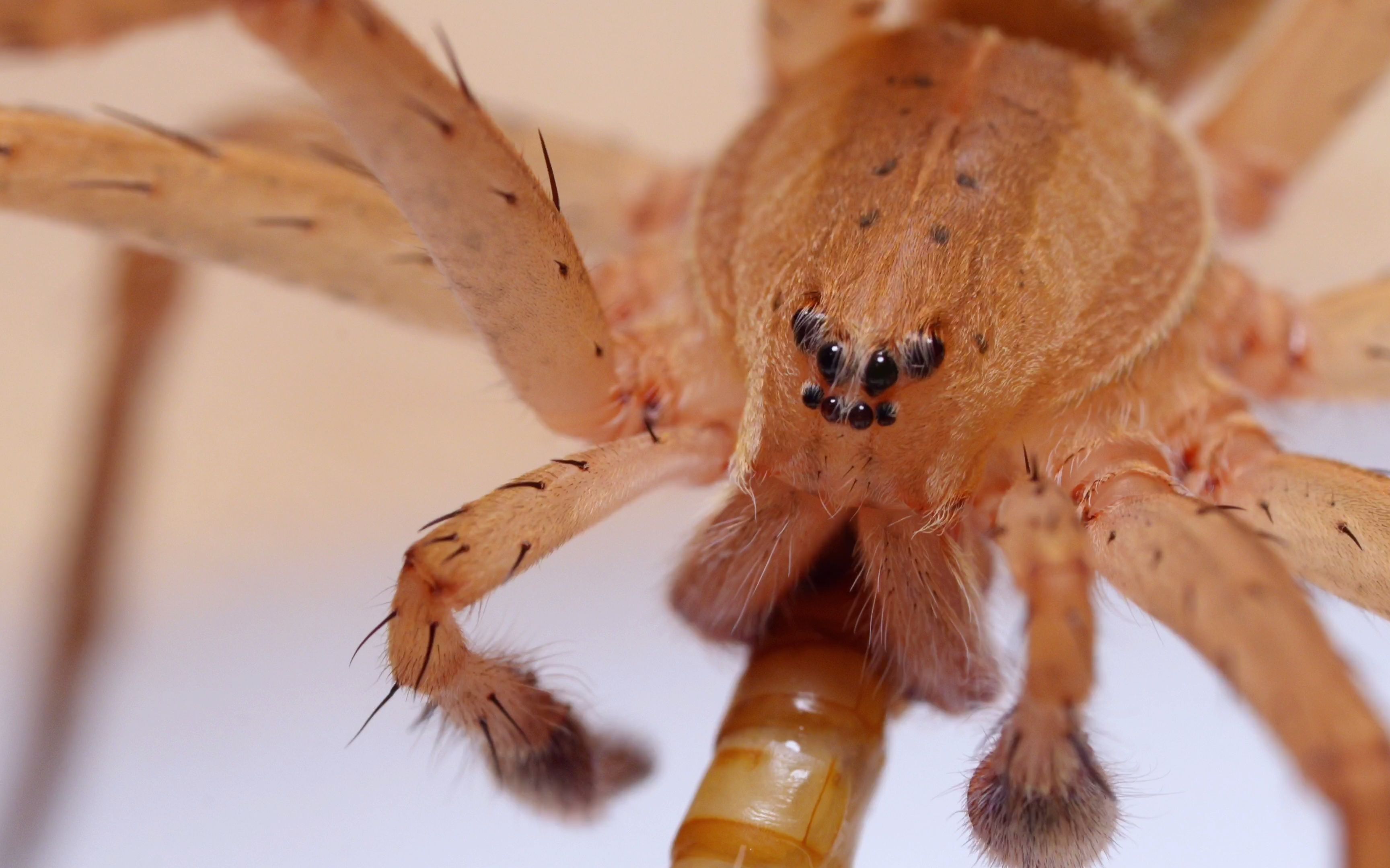 赤条狡蛛吃面包虫