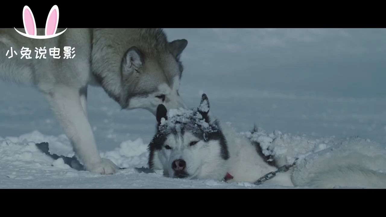 又一部边看边哭的狗狗电影!宠物电影《南极大冒险 Eight Below》八只雪橇犬被遗弃175天在冰天雪地艰难存活与主人重逢.哔哩哔哩bilibili