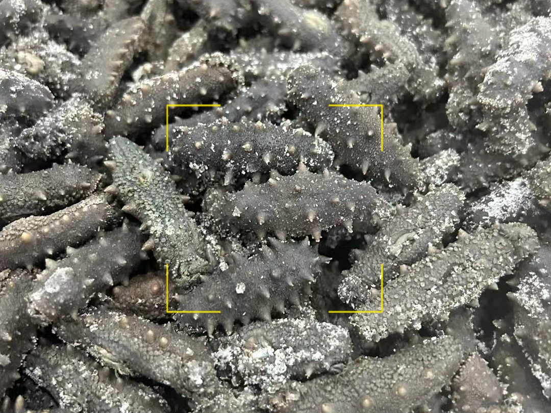 纯野生拉缸盐海参