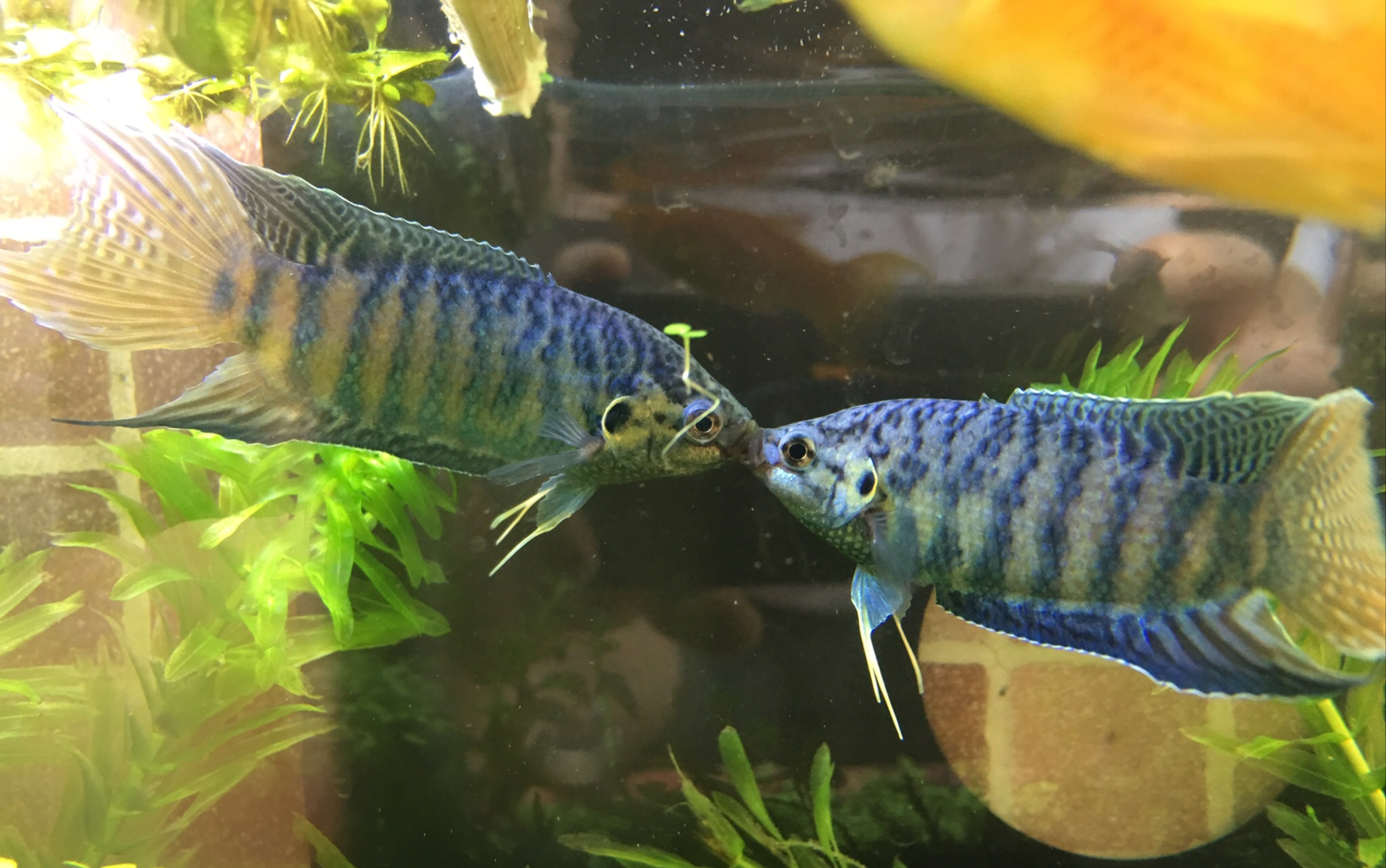 蓝叉斗鱼再次求偶,封面是两个基佬_哔哩哔哩_bilibili