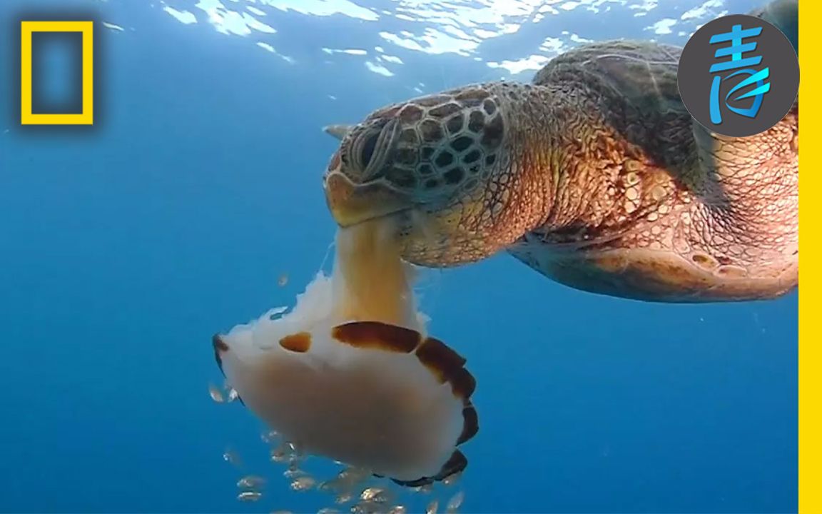 國家地理海龜像吃意麵一樣吃水母青知字幕組